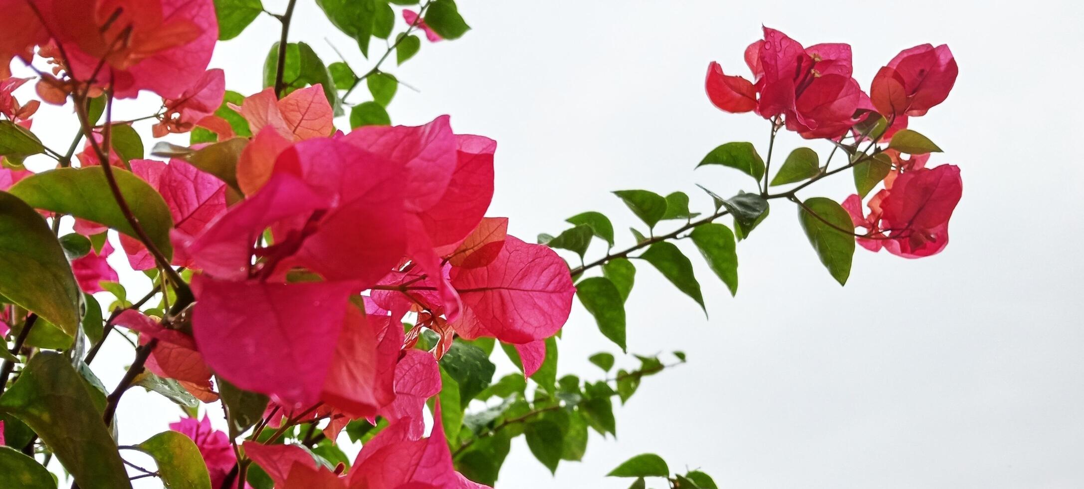 Paper Flowers look beautiful photo