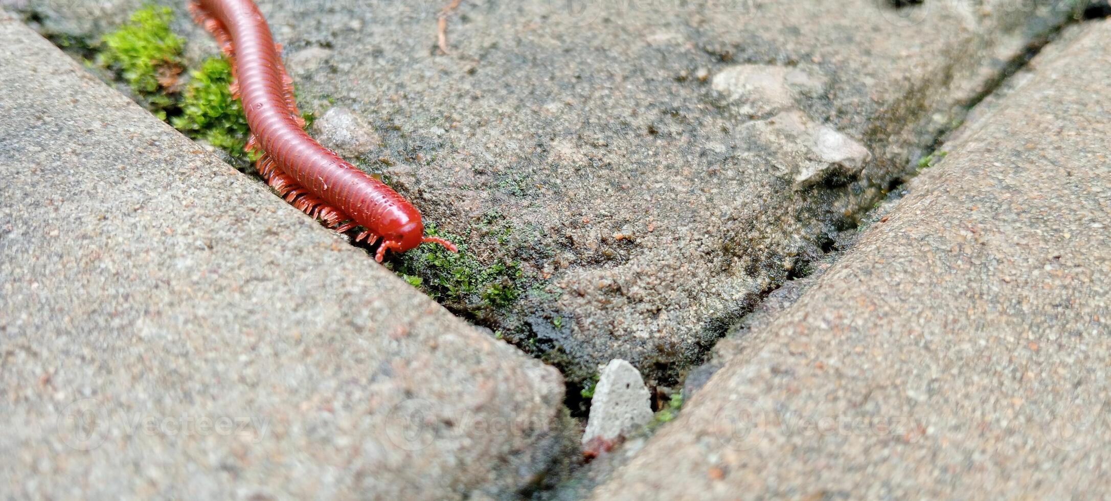red millipede insect walking on cement floor. Many-legged animal on the ground. photo