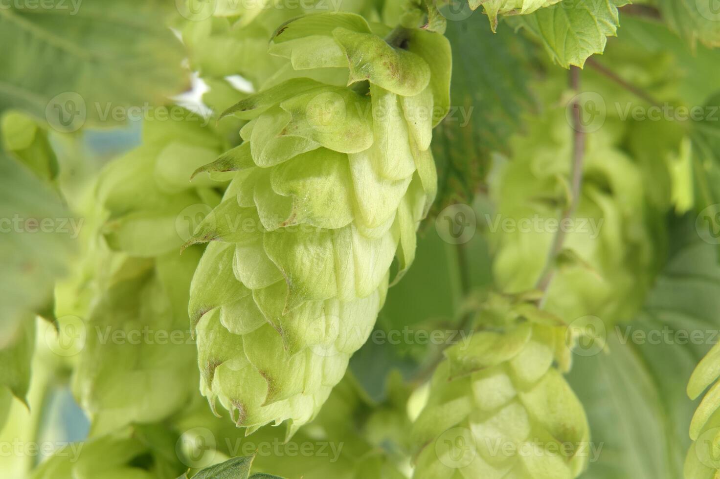 Detailed closeup of fresh green hops on vine over white background highlighting texture and vibrancy photo