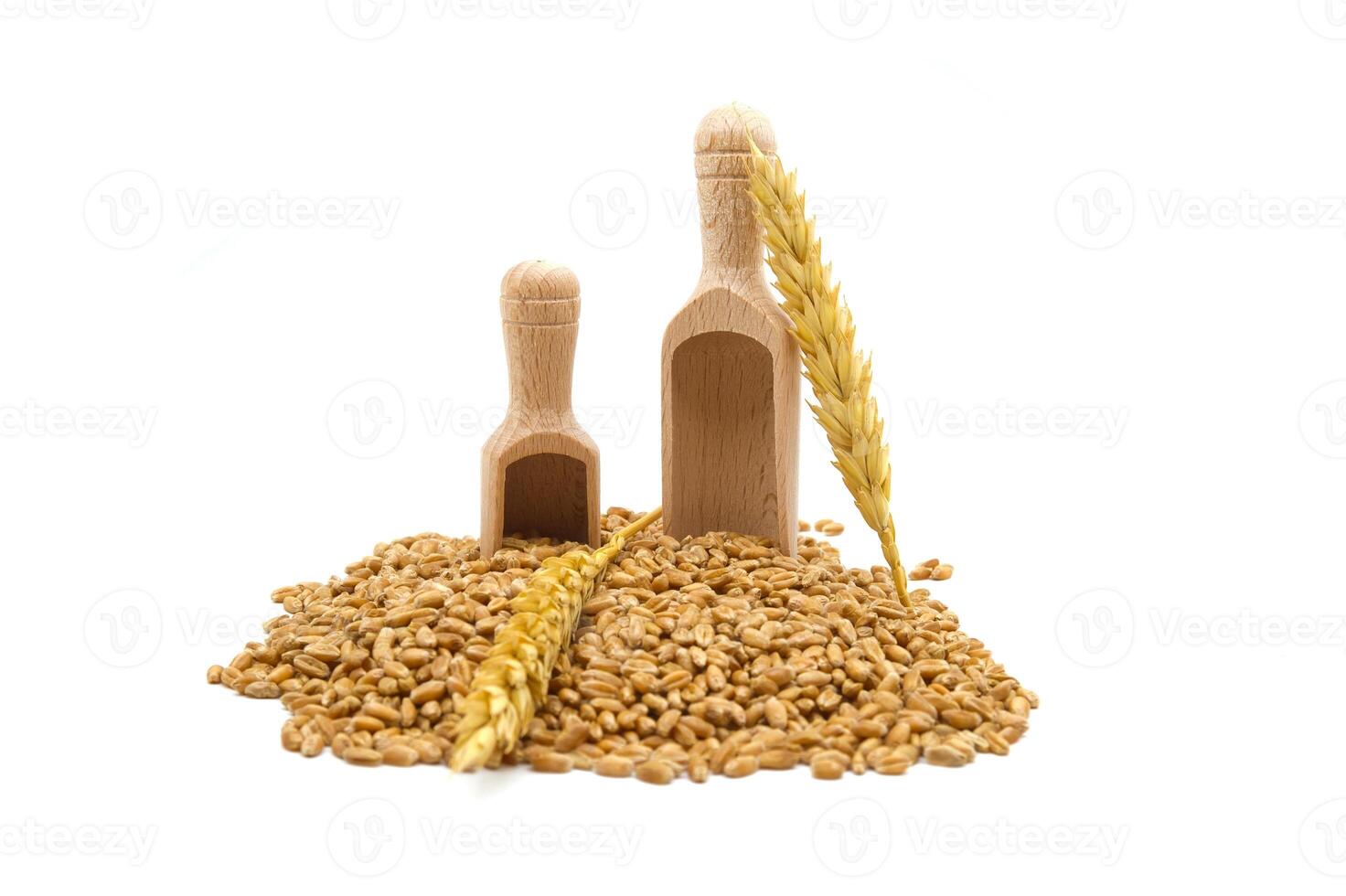 Wheat grain seeds and two wooden scoops photo