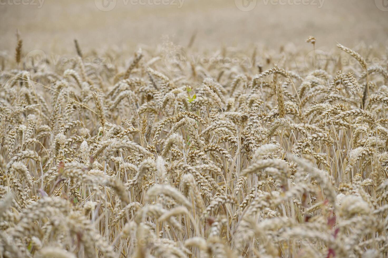 Golden wheat field, close-up shot of ripe crops swaying in sunlight photo