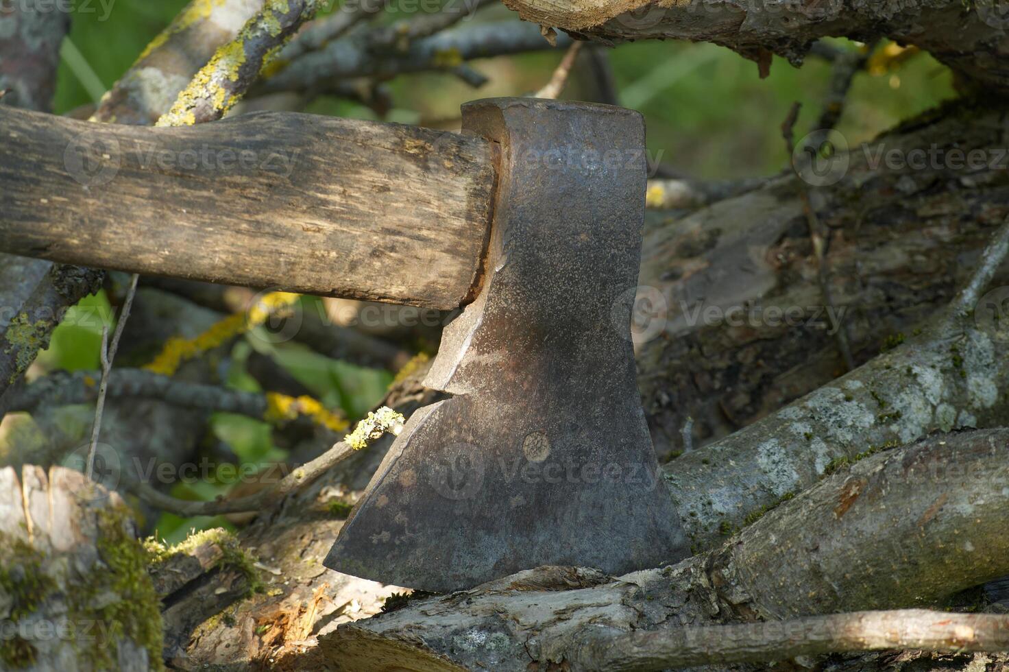 Old rusty axe embedded in tree trunk during forest chopping on a sunny day photo