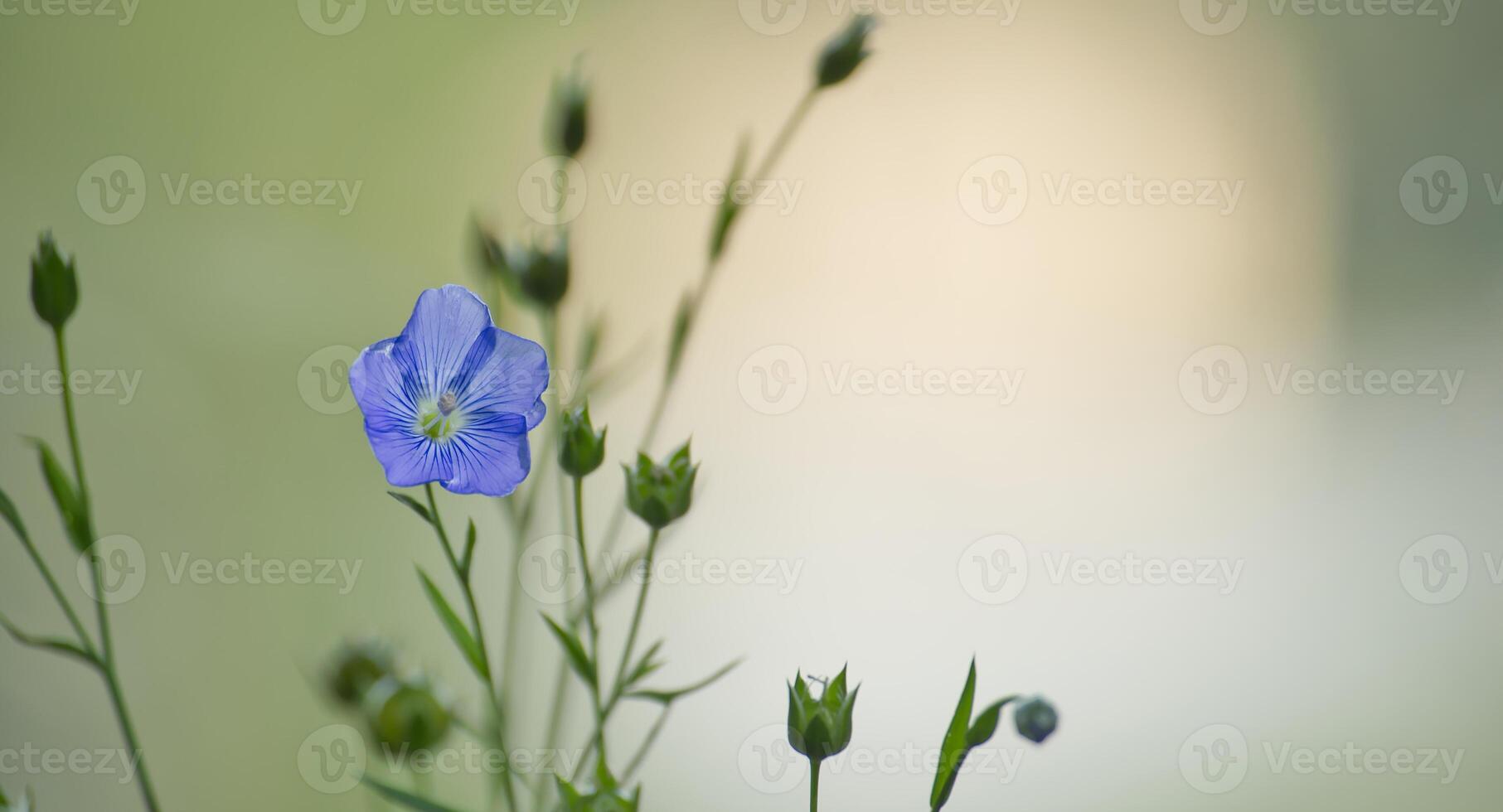 Blue flax flower against tranquil green backdrop epitomizing the splendor and peacefulness of nature photo