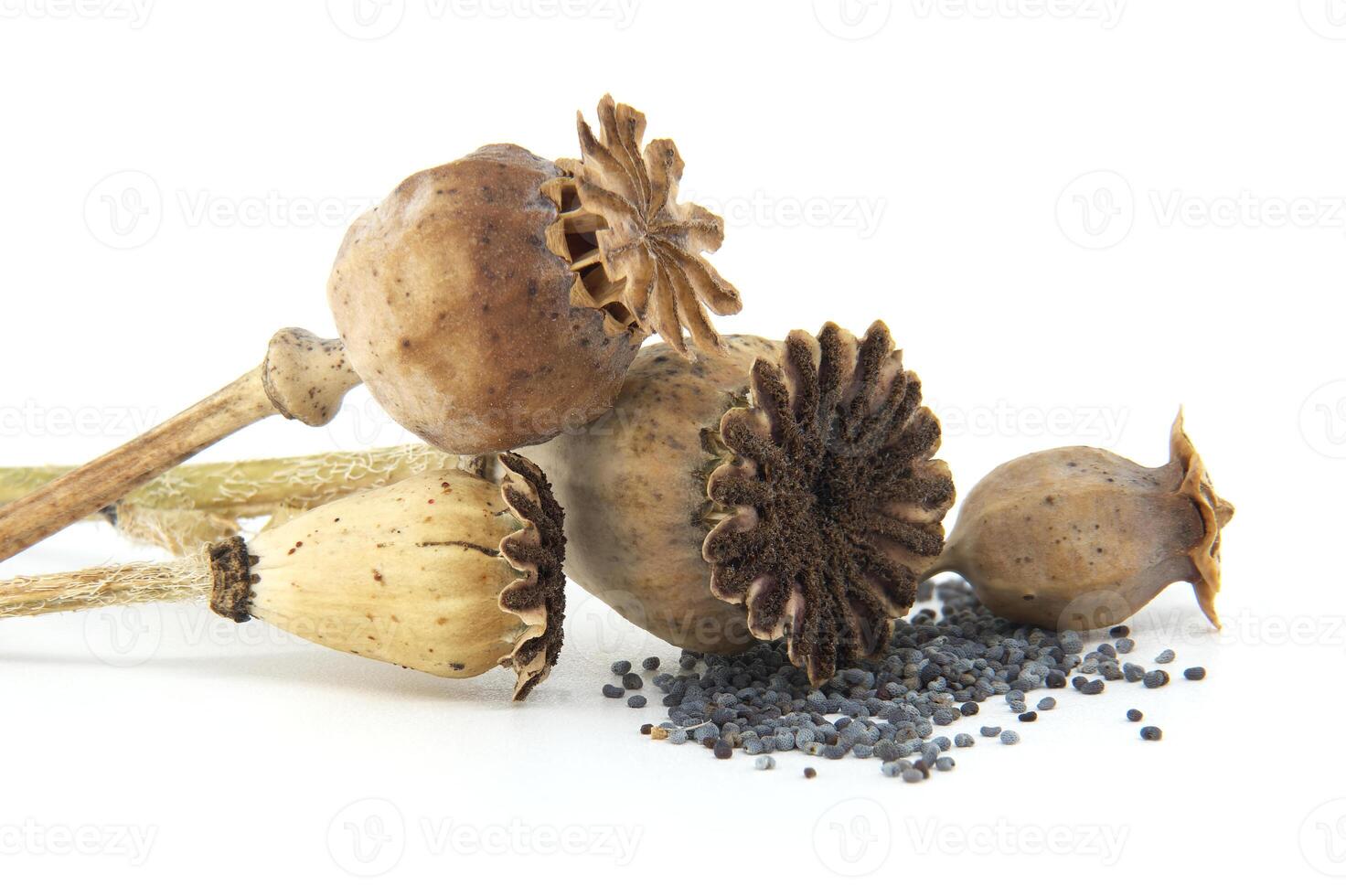 Close-Up of Dried Poppy Pods and Seeds on White Background photo