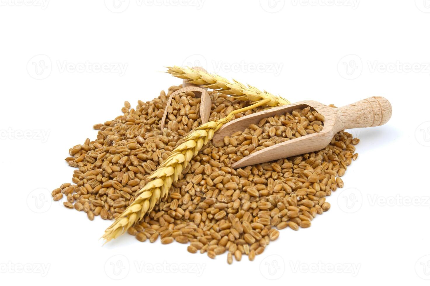 Wheat grain seeds spilling from two wooden scoops photo
