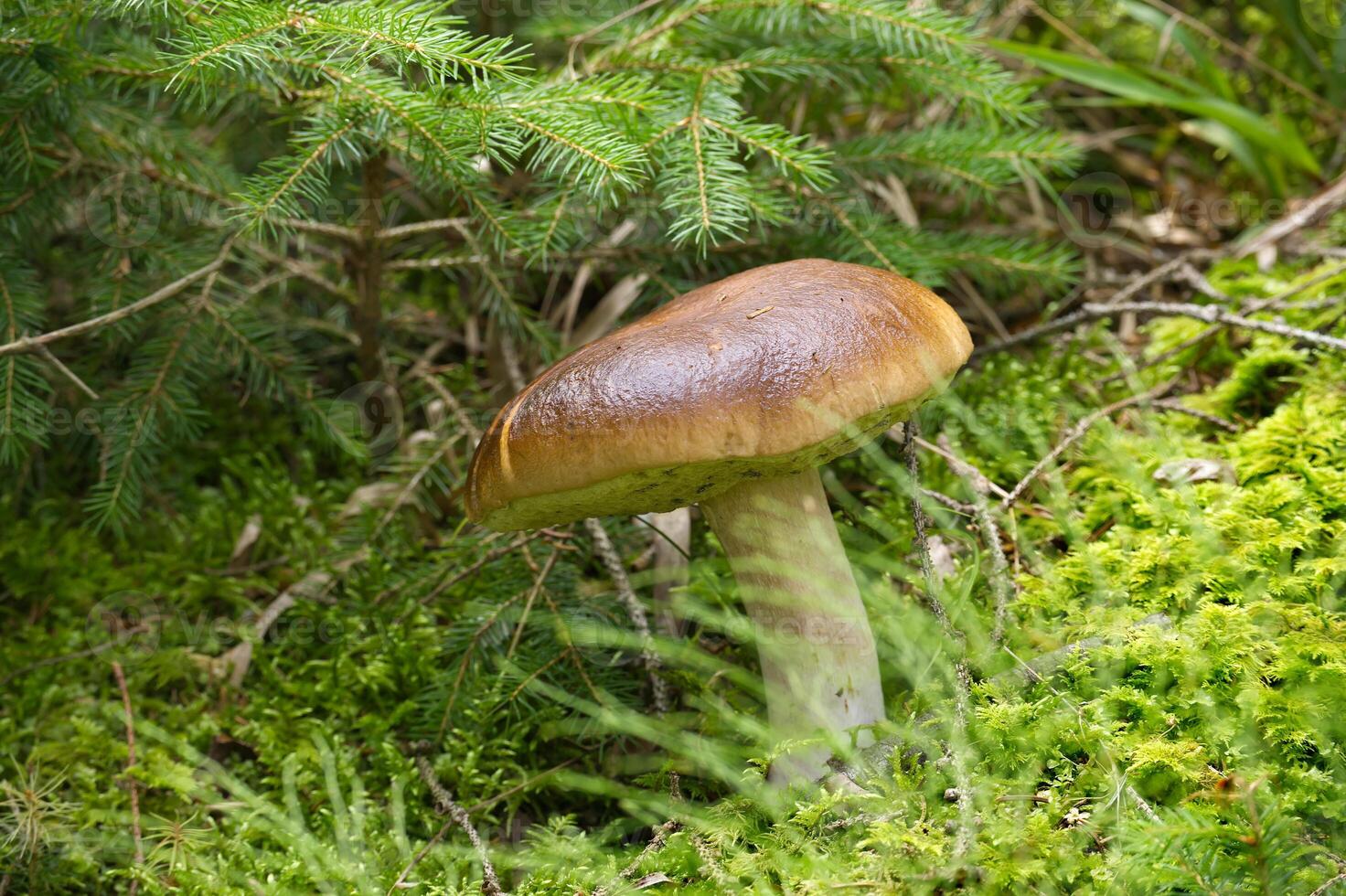 Wild boletus mushroom in a vibrant green forest, surrounded by moss and grass photo