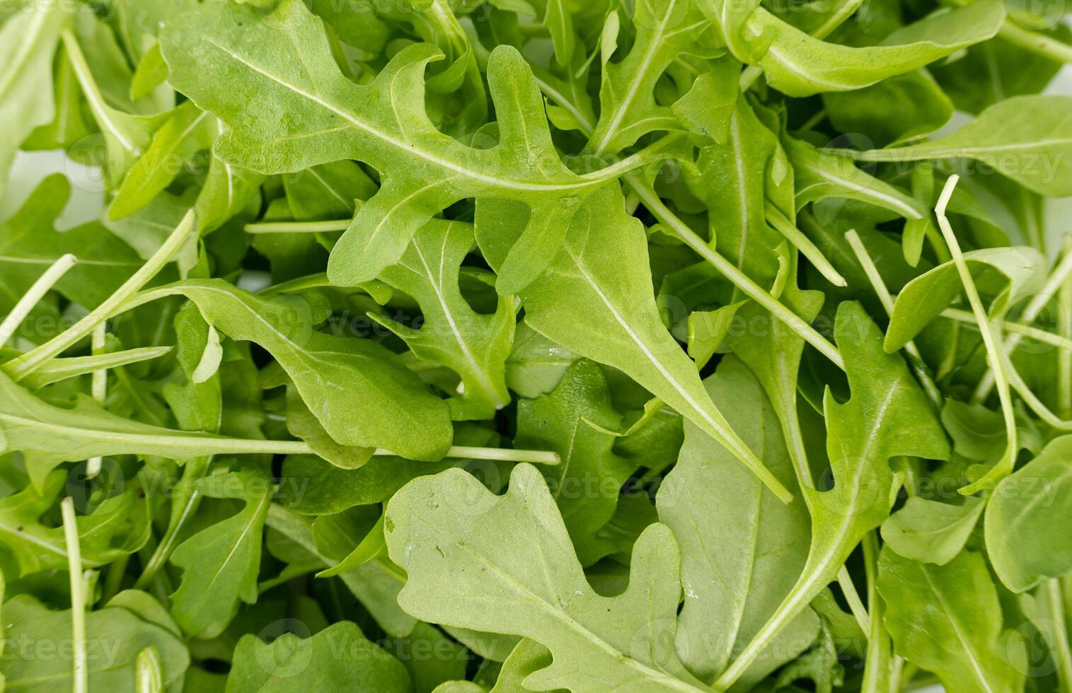 Fresh Organic Arugula Leaves for Salads photo