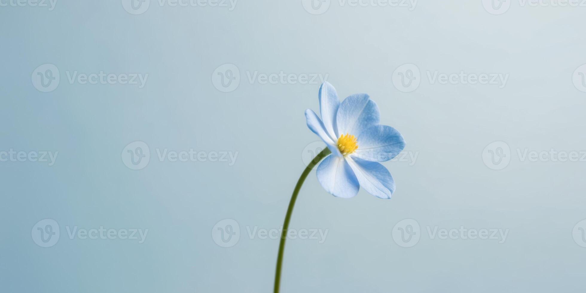 A blue flower with a stem is on a blue background. photo