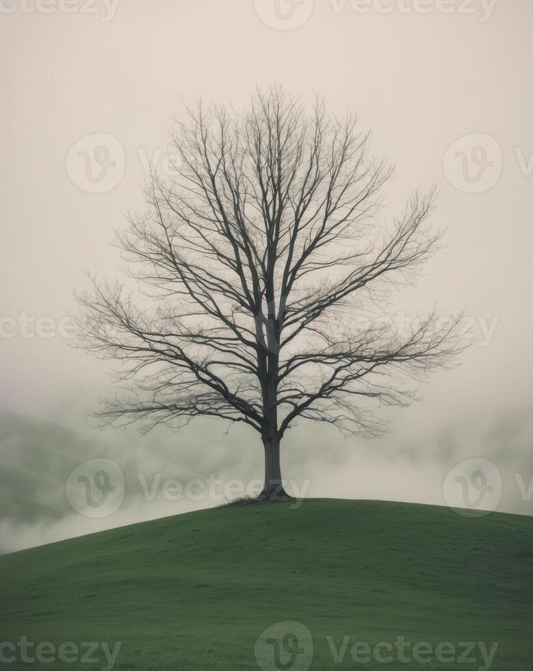 A Single Tree Stands Alone on a Rolling Green Hill with Fog in the Valley. photo