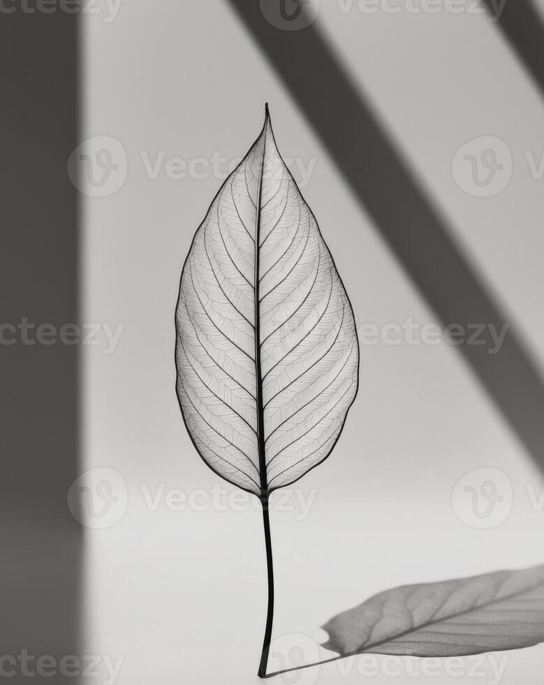 A black and white drawing of a single leaf. photo