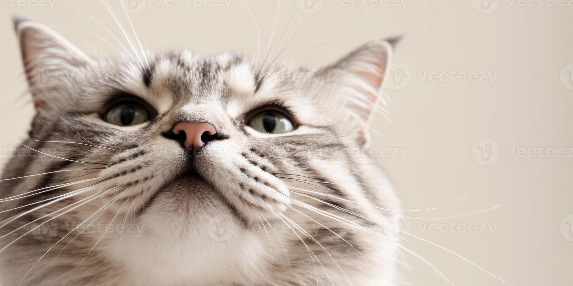 Closeup of a cat looking up with whiskers and snout. photo