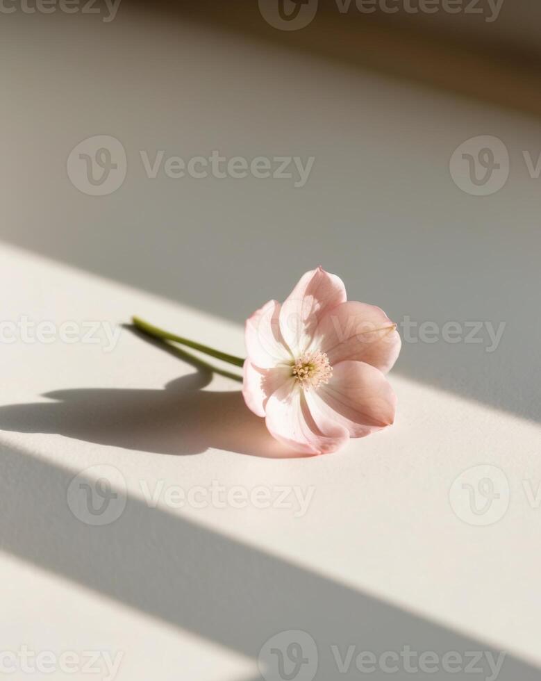 A single pink flower sits on a white surface. photo