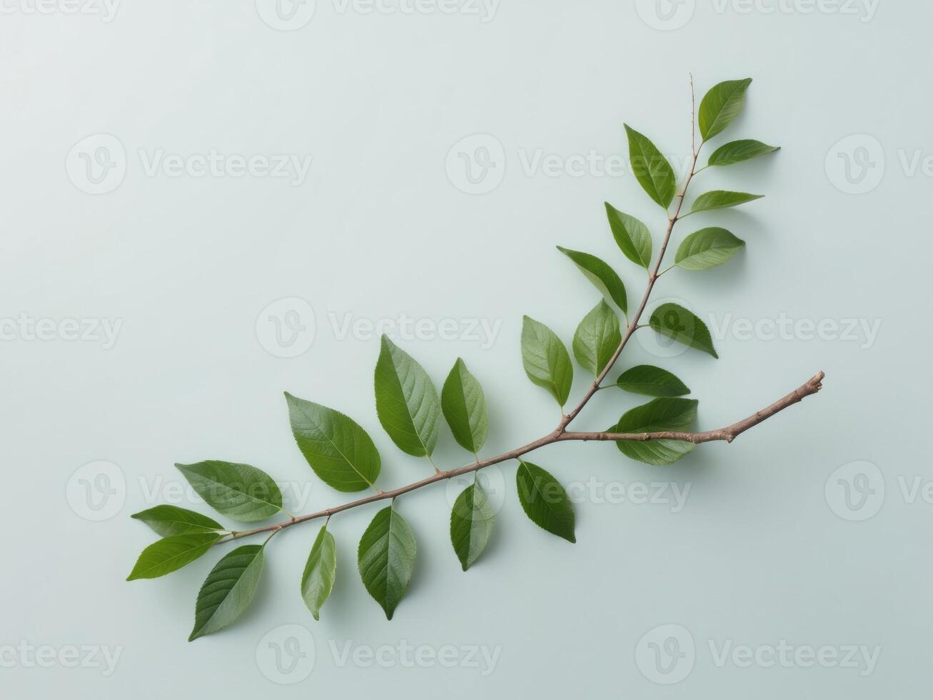 Green leaves on a branch placed on a light blue background with ample copy space. photo