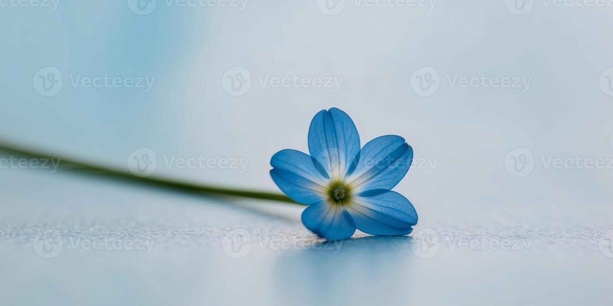 A blue flower with a white center is shown in a blue background. photo