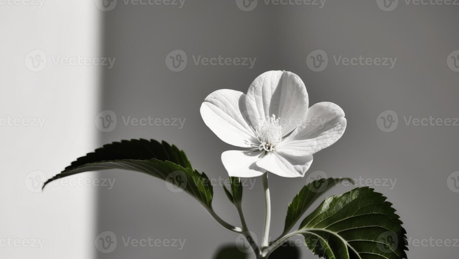 A white flower with green leaves is shown in a close up. photo