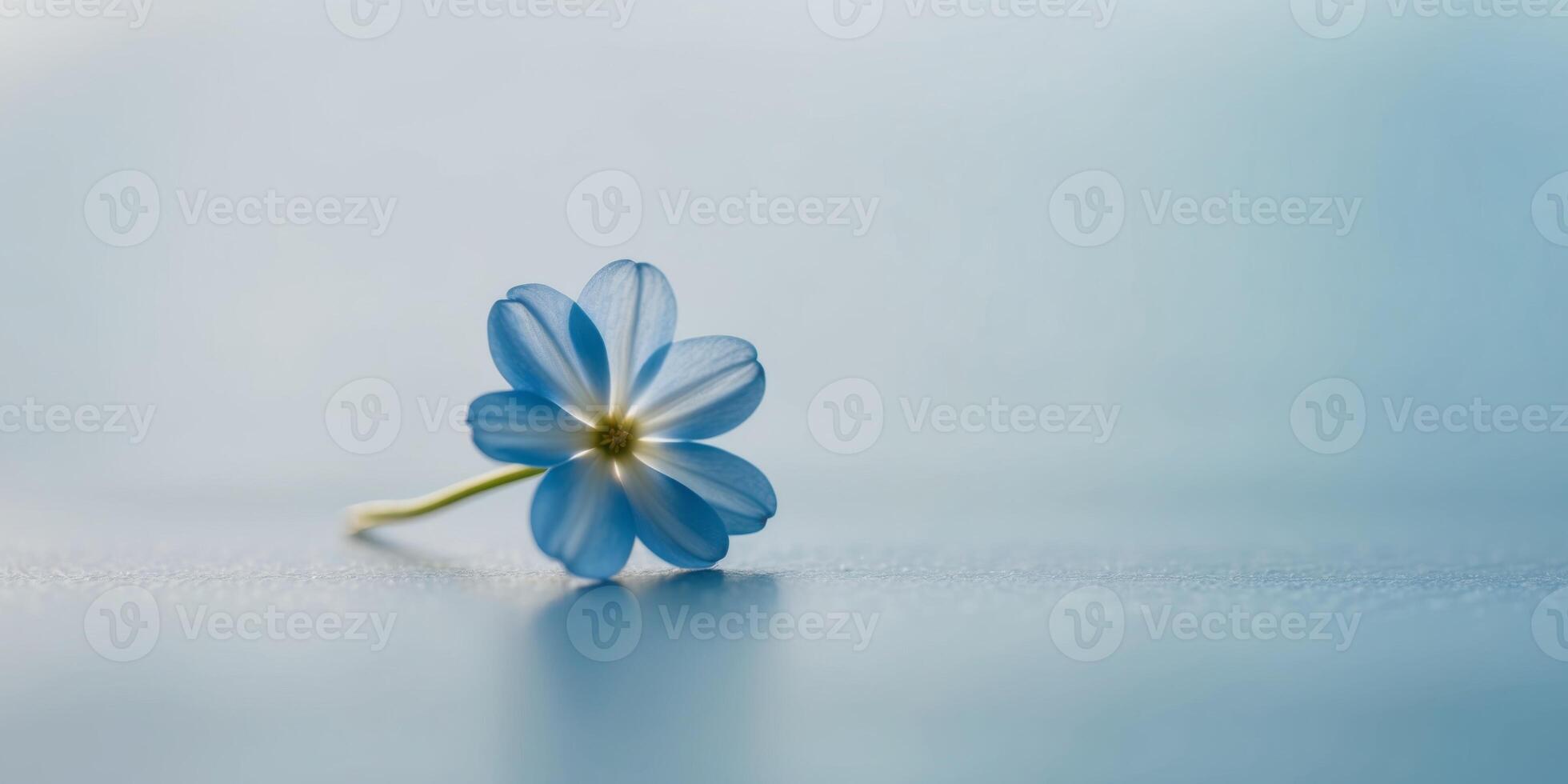 A blue flower with a white center is shown in a blue background. photo