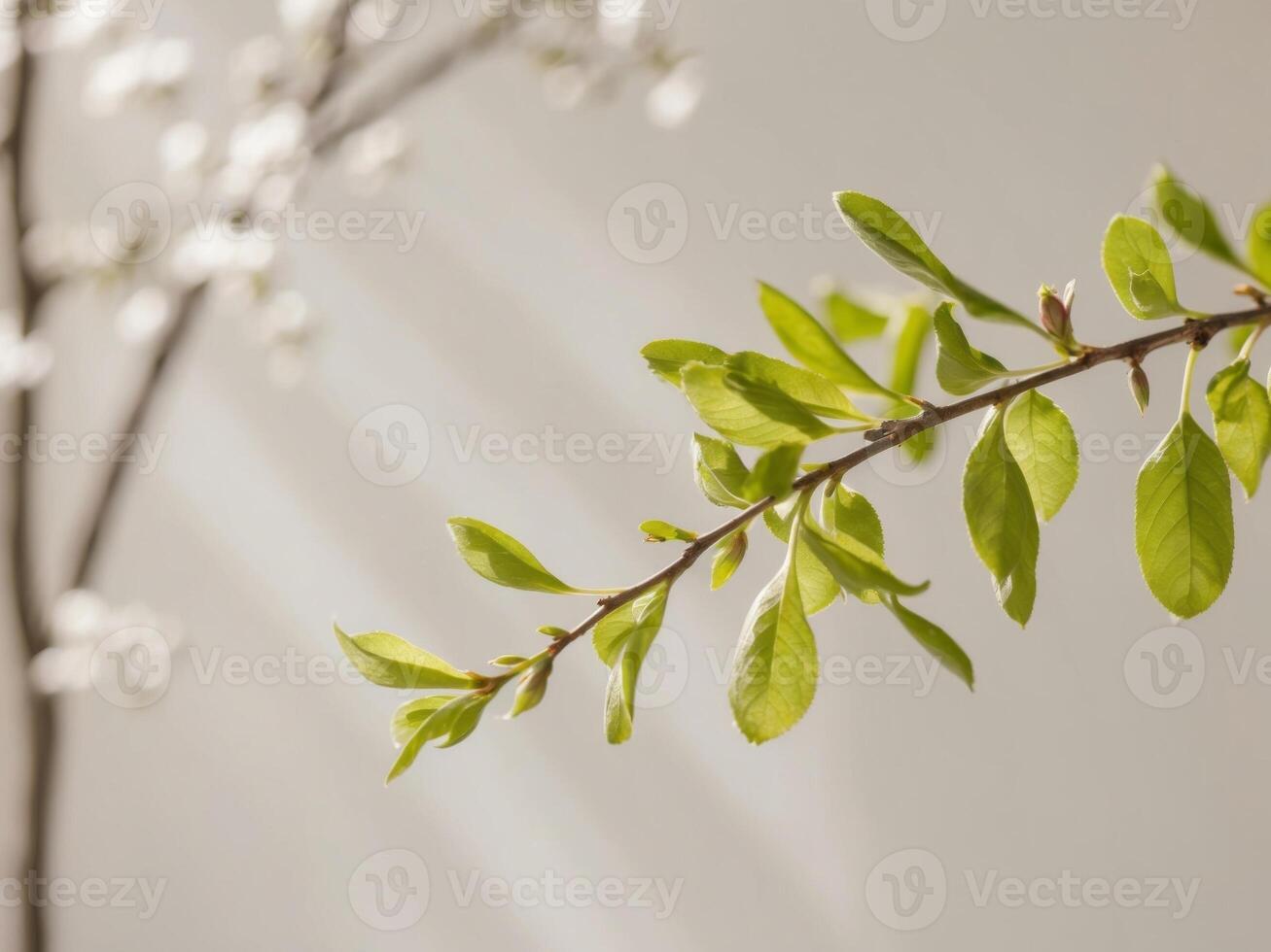 New leaves on a branch in spring sunlight. photo