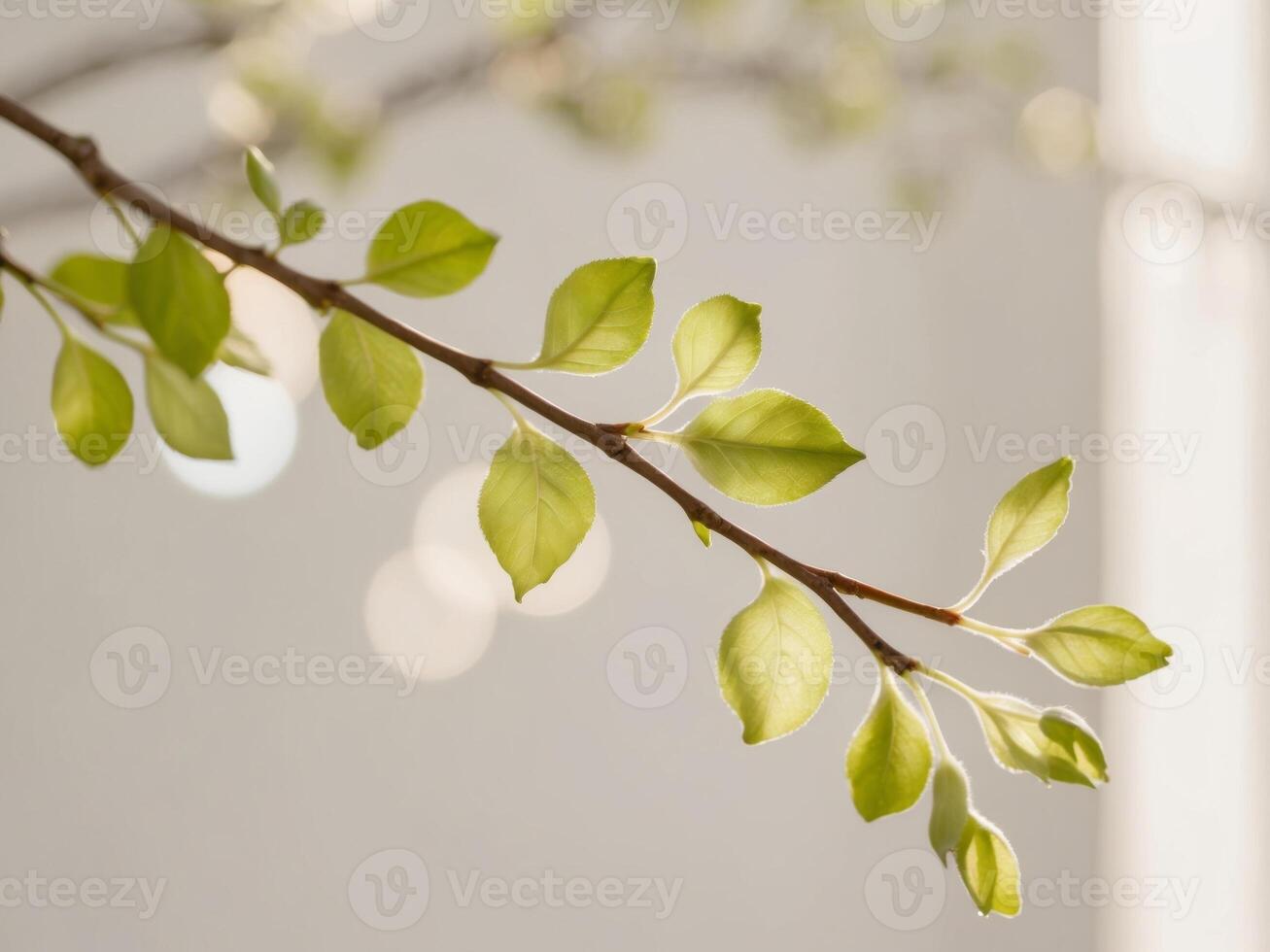 New leaves on a branch in spring sunlight. photo