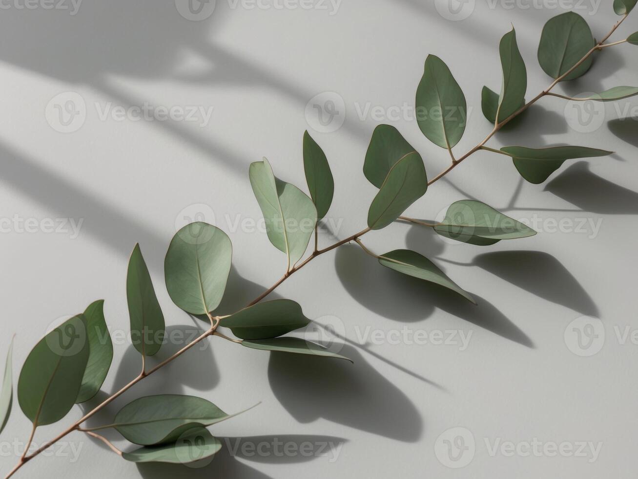 Fresh Green Eucalyptus Leaves Casting Shadows on a Light Gray Background. photo