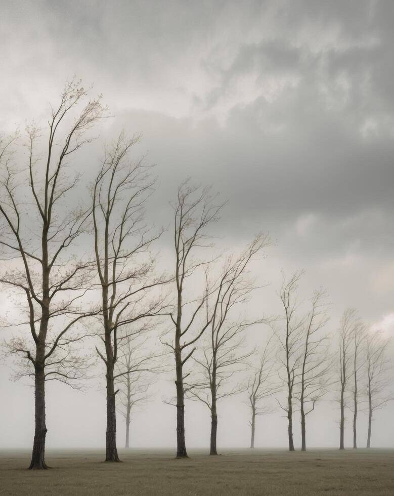 Wind blown trees standing in an open field on a cloudy day. photo