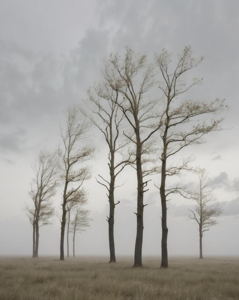 Wind blown trees standing in an open field on a cloudy day. photo