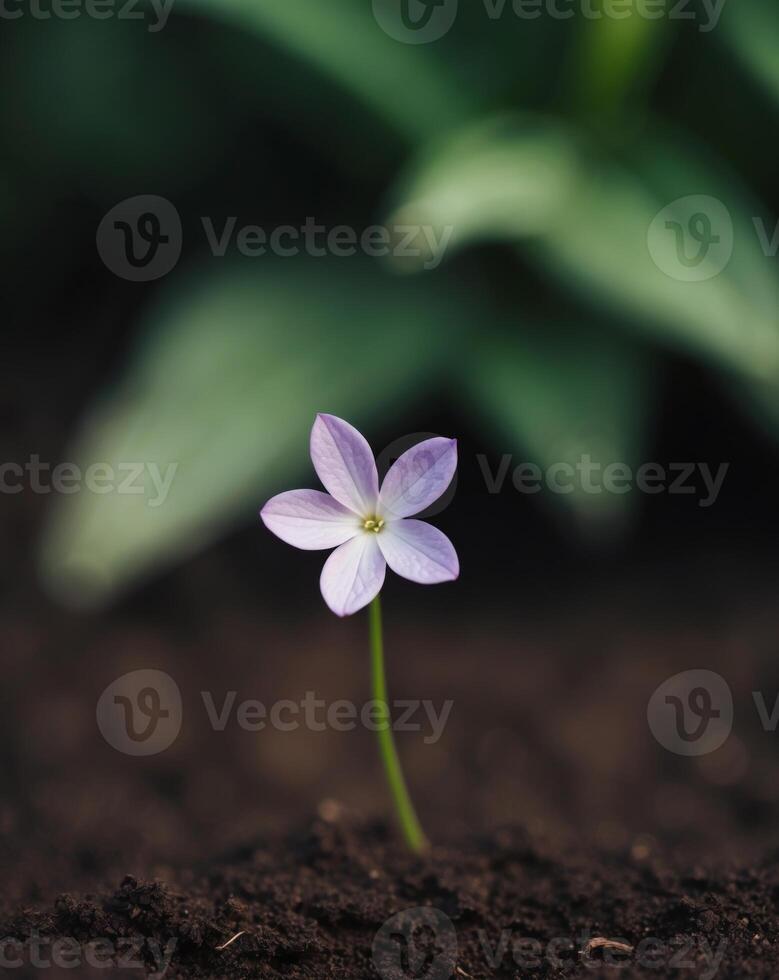 A Single Purple Flower Lying on a Bed of Dark Soil with a Blurry Green Background. photo