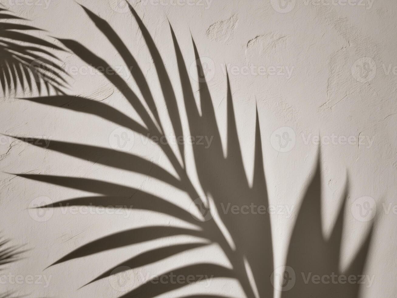 Elegant Palm Leaf Shadows on Soft Textured Wall. photo