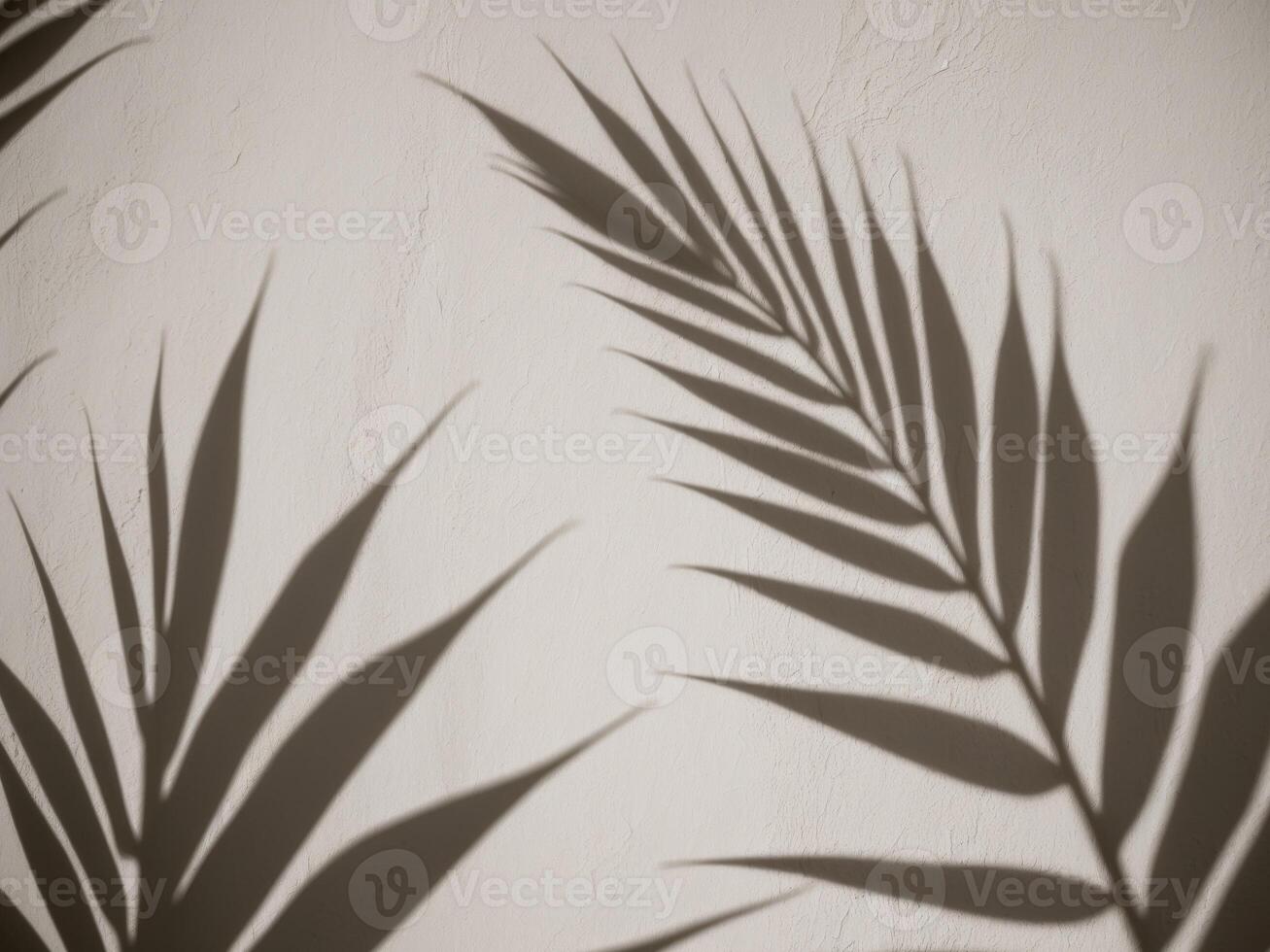 Elegant Palm Leaf Shadows on Soft Textured Wall. photo