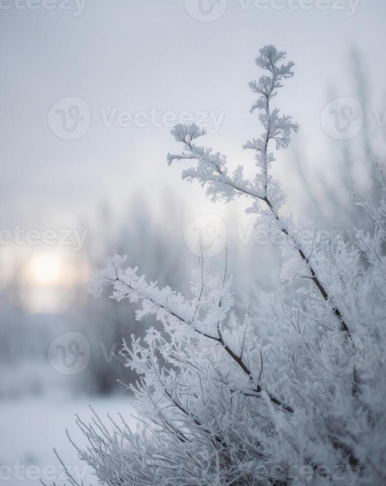 Closeup of a tree and bush covered in hoarfrost and snow during winter. photo