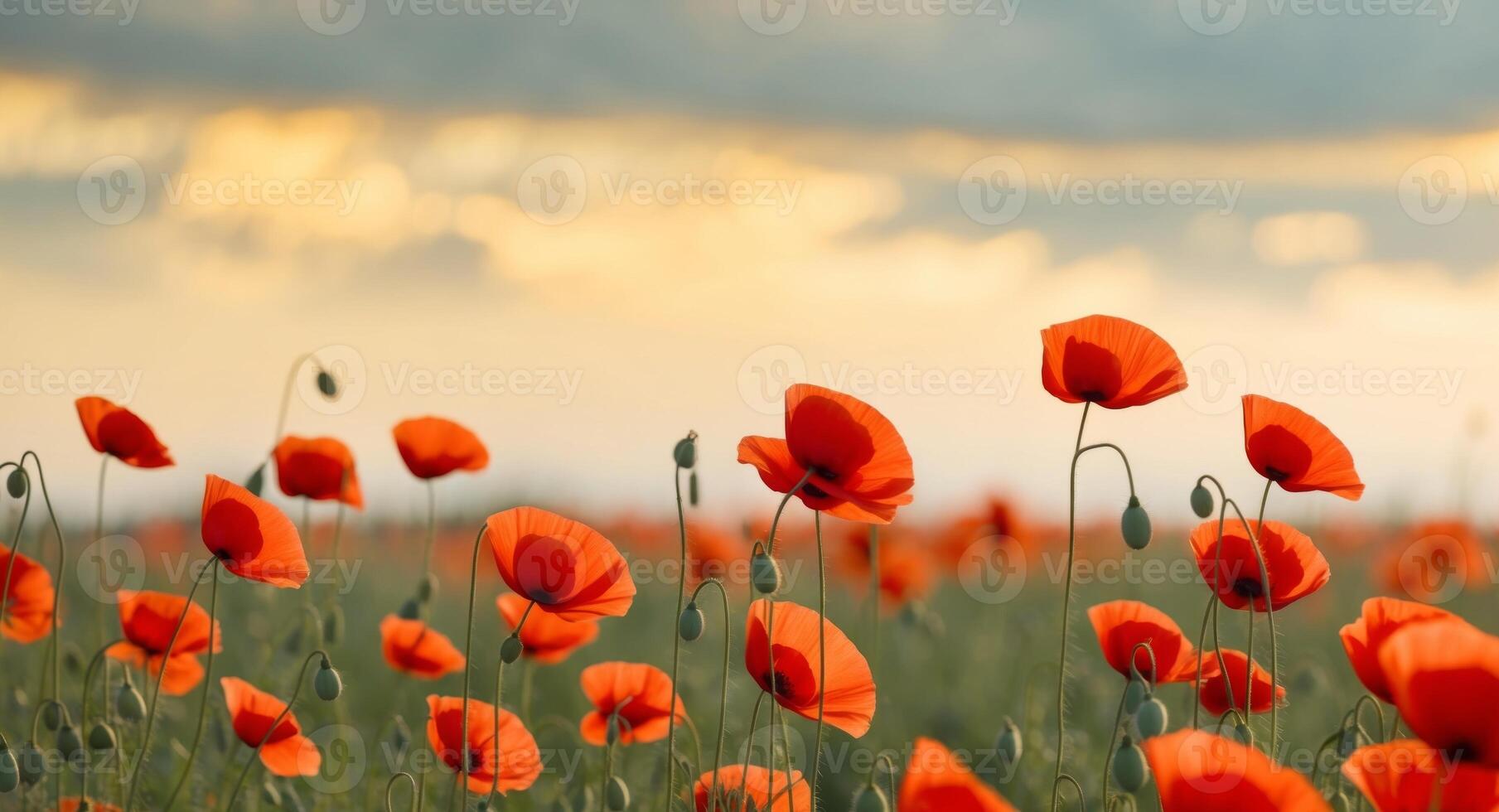 Field of poppies with warm morning sun using as natural background. photo