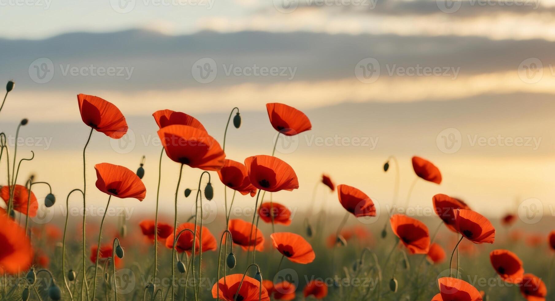 Field of poppies with warm morning sun using as natural background. photo