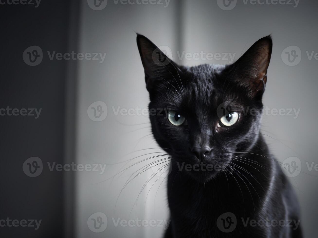 Black cat with striking eyes and intense expression in low light. photo