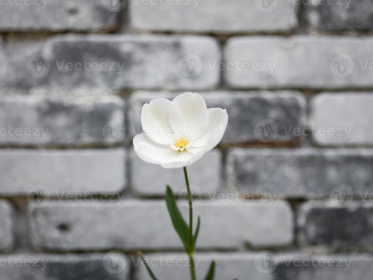 Elegant White Flower on Dark Brick Background. photo
