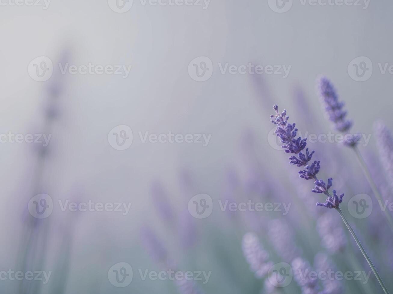 Calm gradient of cool blues and grays with a touch of lavender. photo