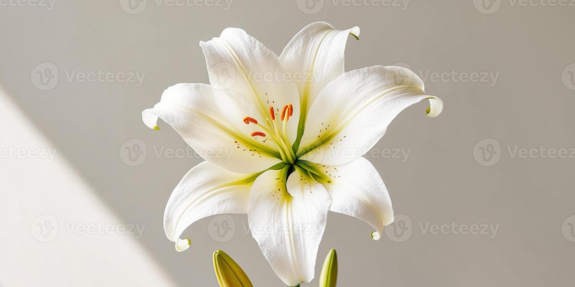 beautiful white lily with a vibrant orange center the petals are translucent and glow softly. photo