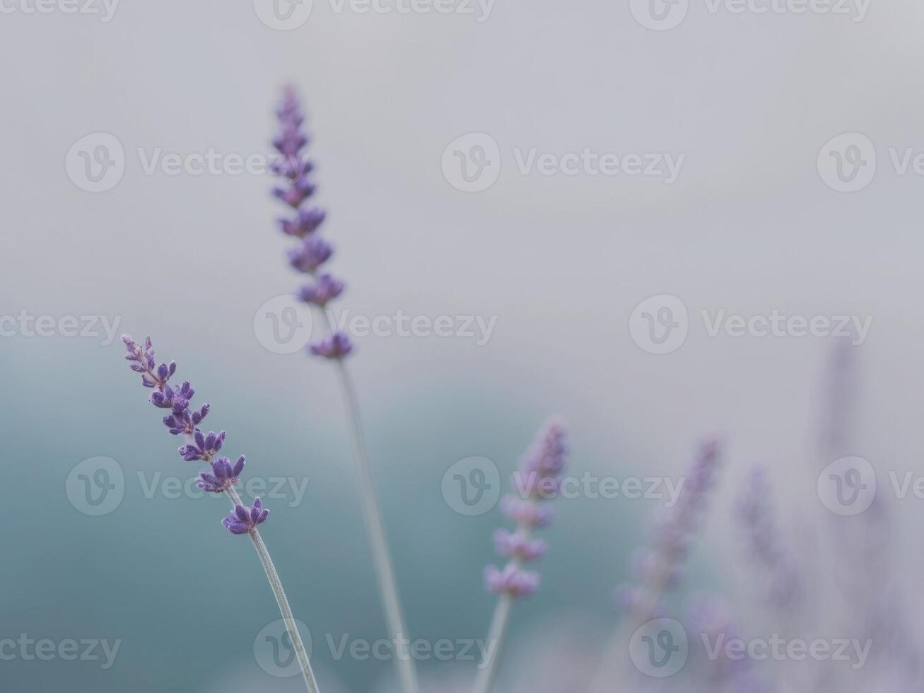 Calm gradient of cool blues and grays with a touch of lavender. photo