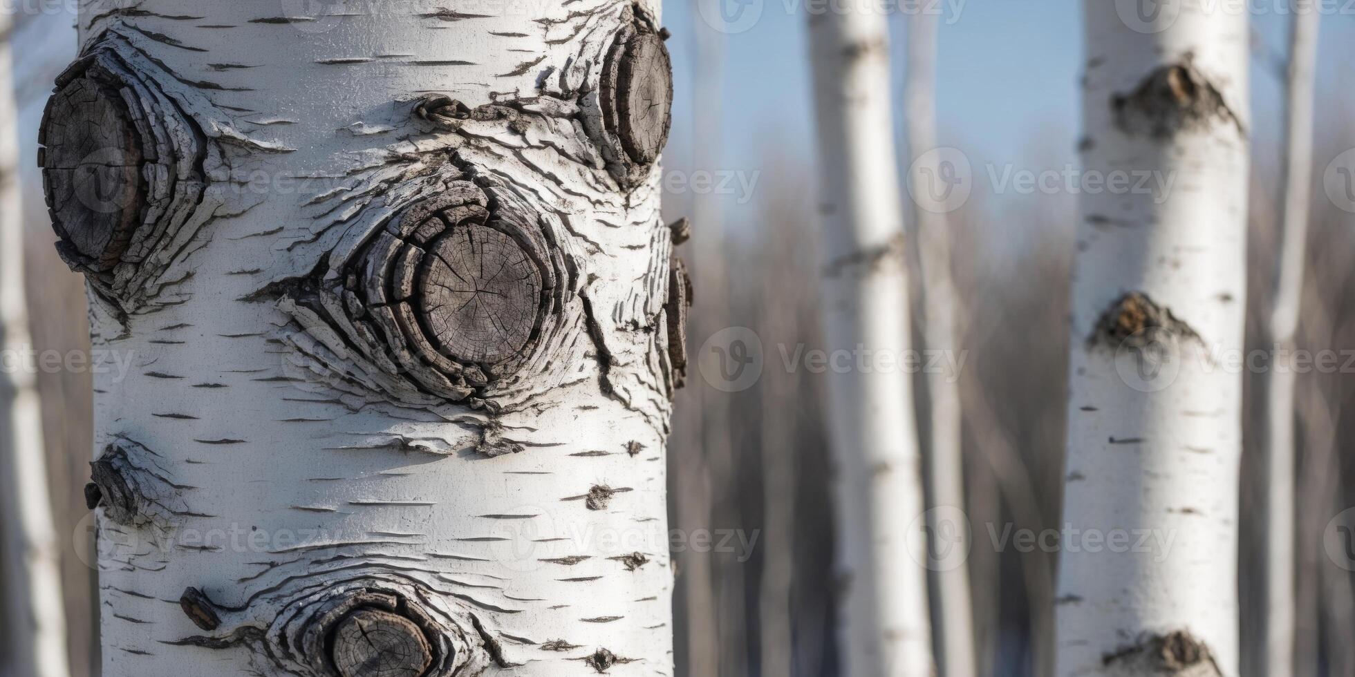 Closeup of White Birch Tree Bark Texture. photo