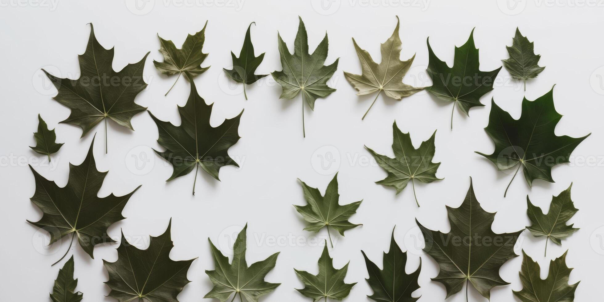 Dried green leaves arranged on a white surface creating a natural frame. photo