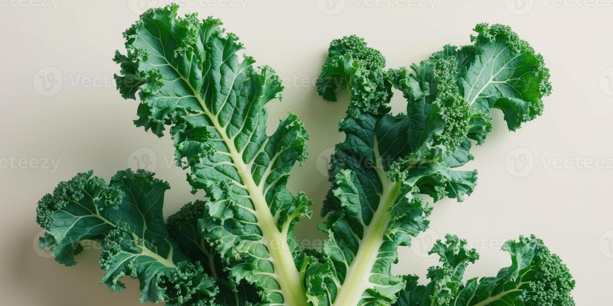 Fresh curly kale leaves with ruffled edges vibrant green color and dewy texture. photo