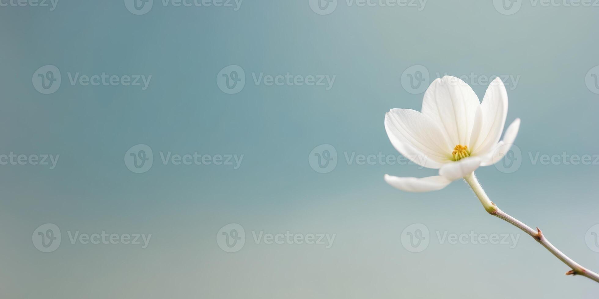 Delicate White Flowers Blooming on a Branch with a Soft Blue Background. photo