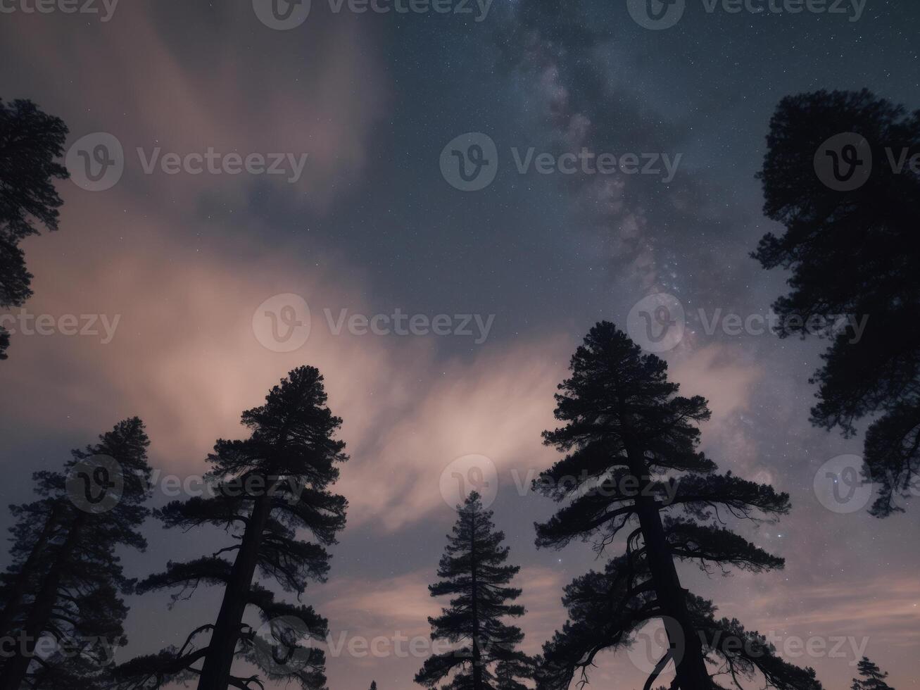 Majestic Pine Trees Under a Starry Sky with Soft Clouds and Nighttime Glow. photo