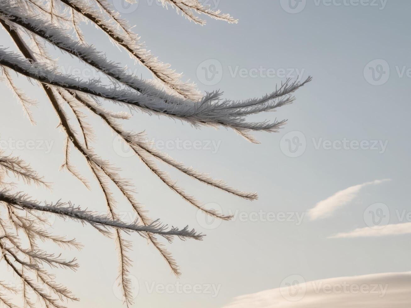 Frosty tree branches glistening in bright winter sunlight creating a serene natural landscape scene. photo