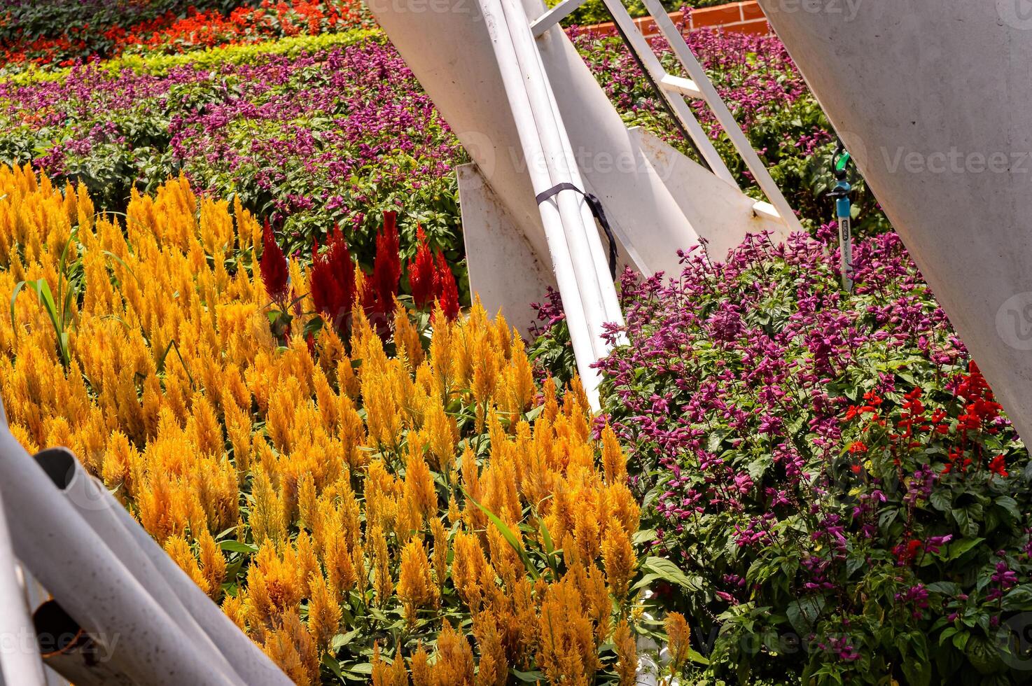 This plant is called Celosia argentea which is known as feathered cockscomb or silver cockscomb. This plant is known for its very bright colors. This plant has narrow pyramidal flower heads. photo