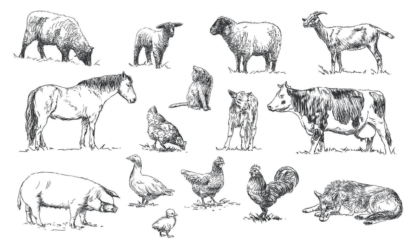 set of farm animals - hand drawn black and white illustrations, isolated on white background vector