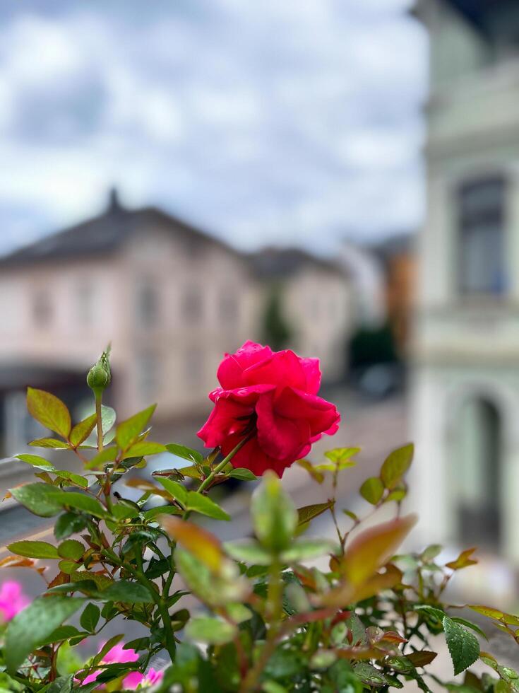 Flowers on balcony old traditional house Europe photo