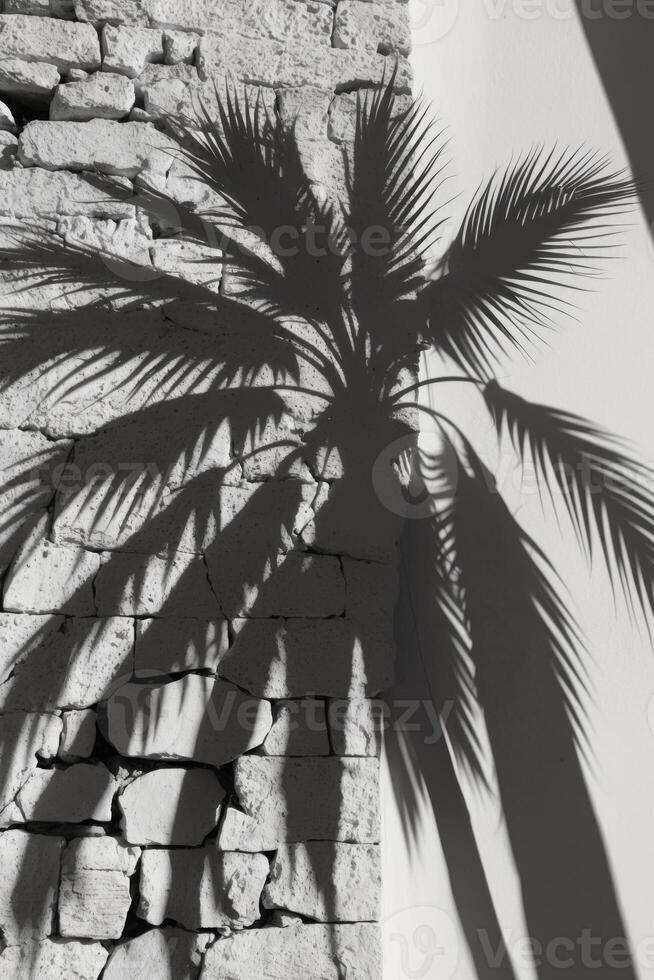Palm tree shadow on stone wall photo