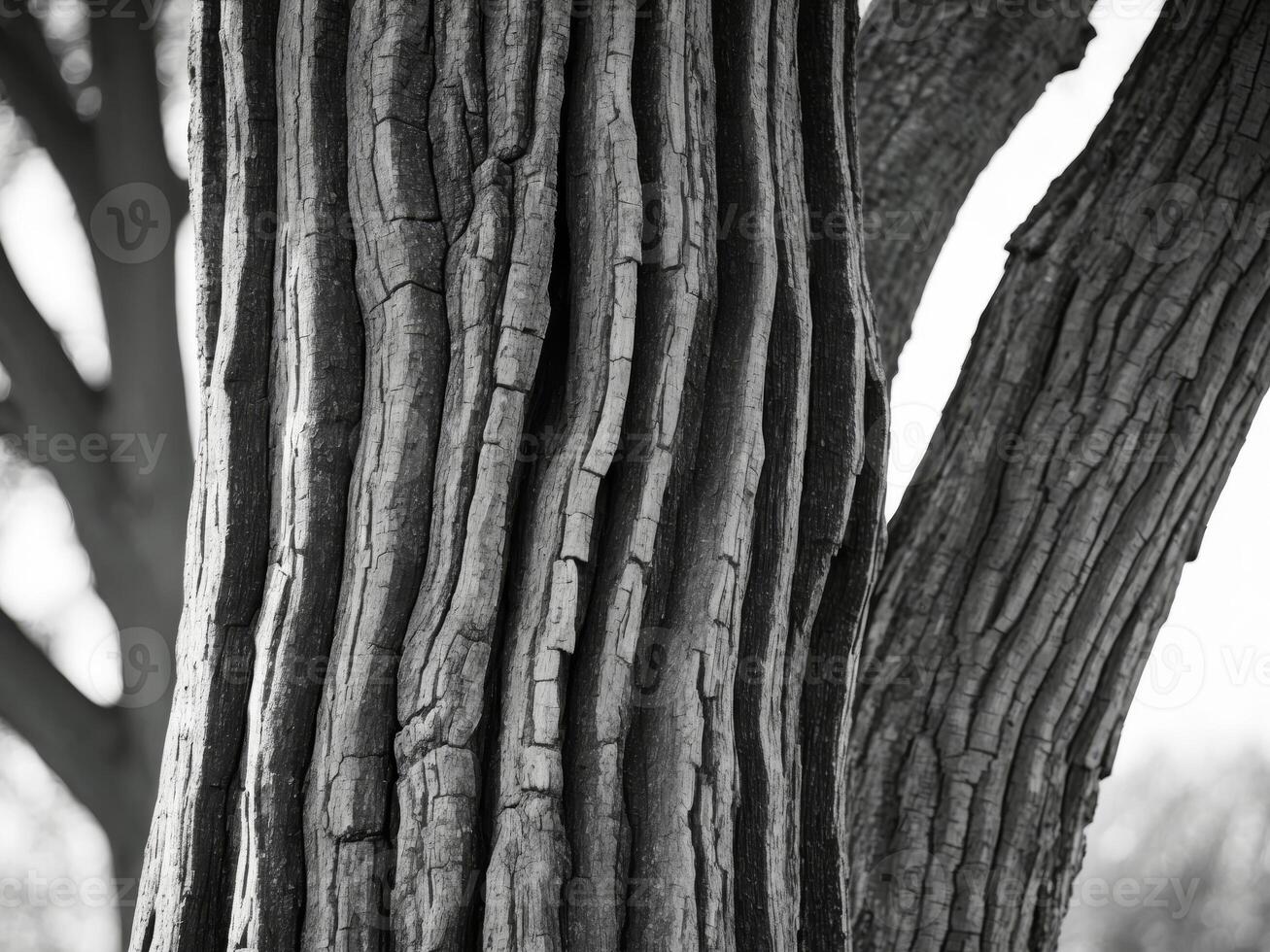 Black and white photograph of a tree trunk photo