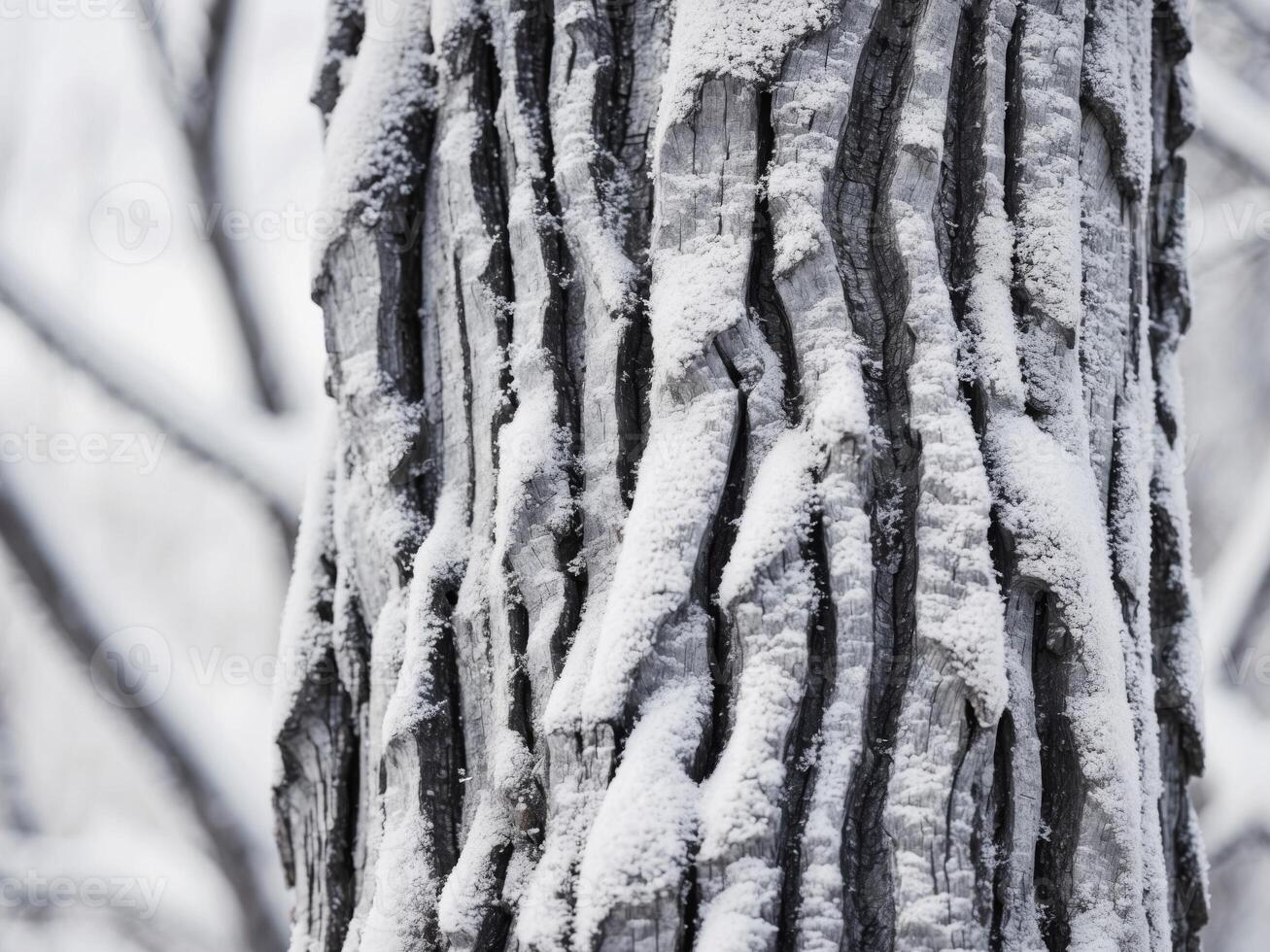 A close up of a tree trunk covered in snow photo