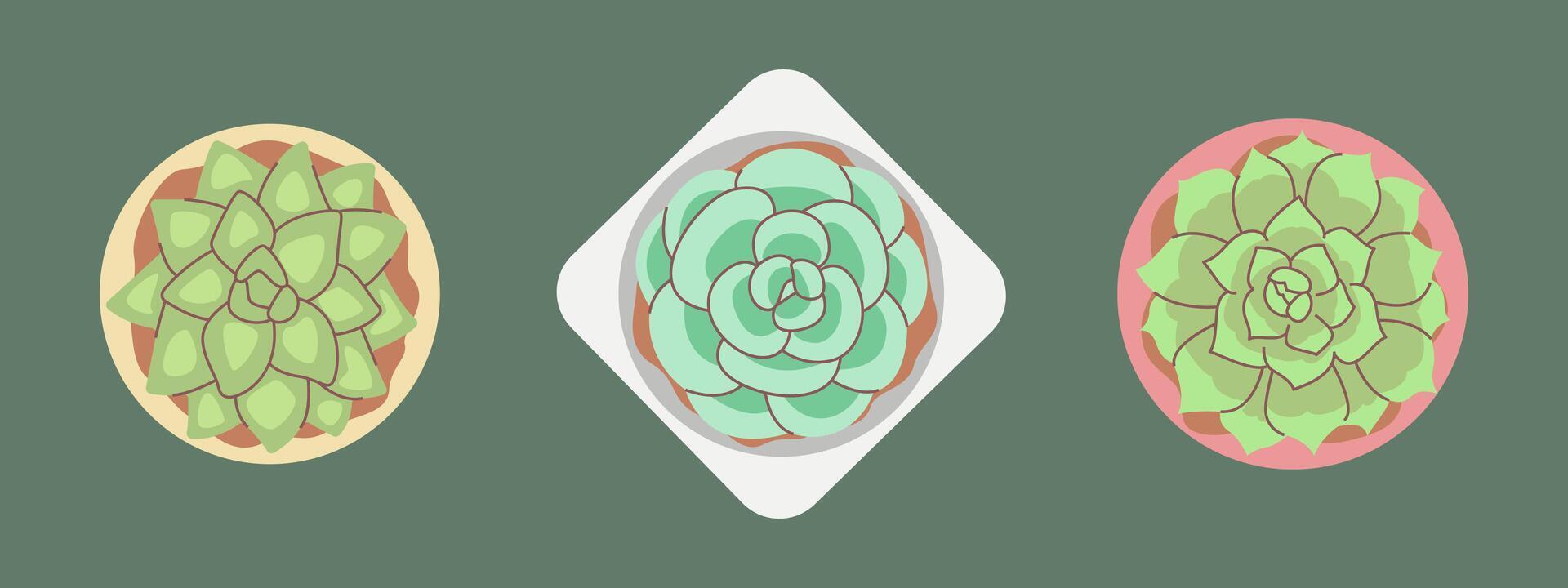 Colorful Succulent Plants in Decorative Pots vector