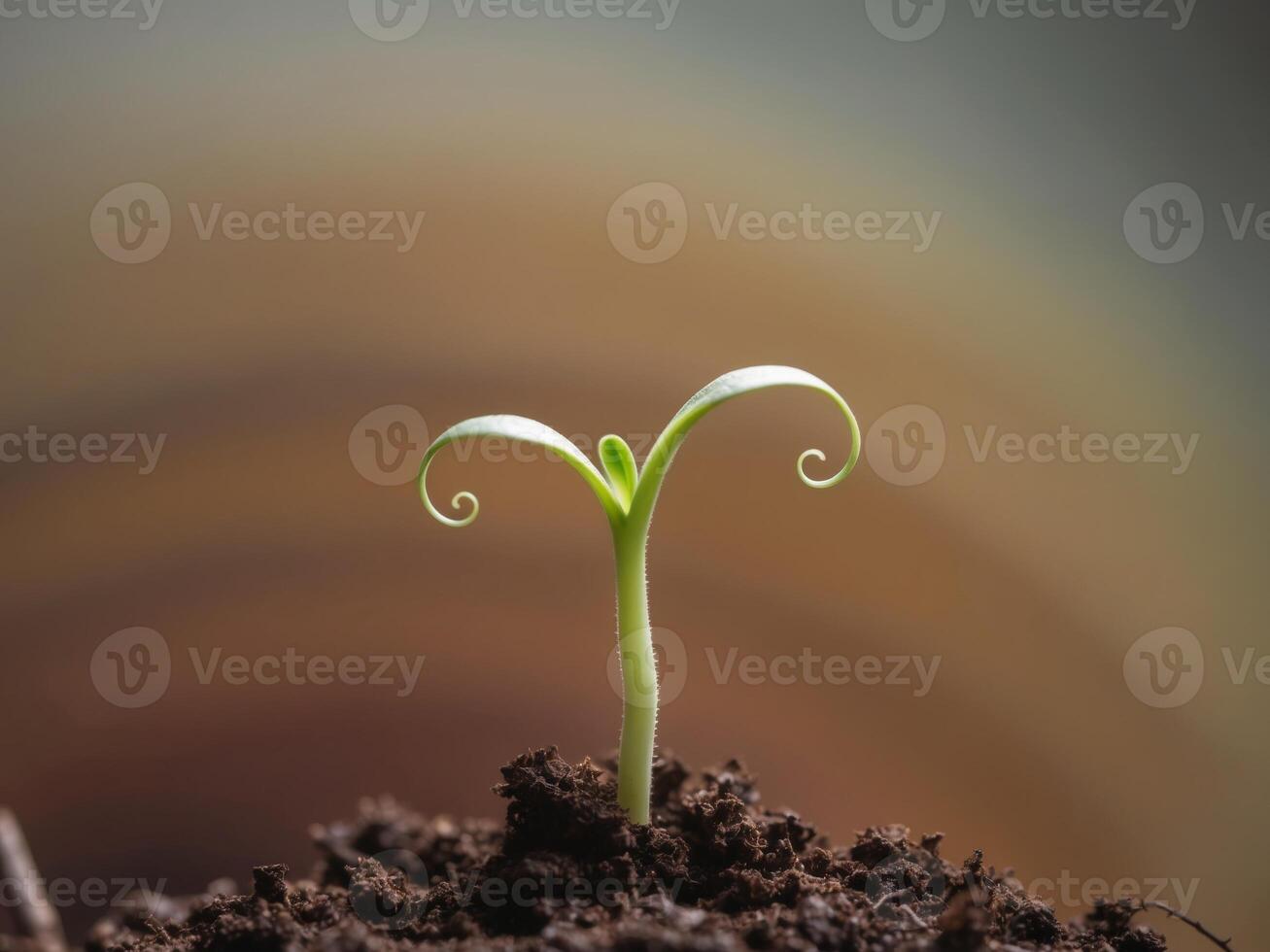 A small plant sprouting from the ground photo